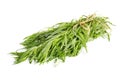 Fresh tarragon herb Royalty Free Stock Photo