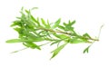 Fresh tarragon herb Royalty Free Stock Photo