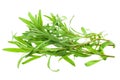 Fresh tarragon herb Royalty Free Stock Photo
