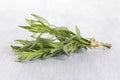 Fresh tarragon herb Royalty Free Stock Photo