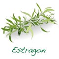 Fresh tarragon herb Royalty Free Stock Photo