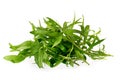 Fresh tarragon herbs, Tarragon herbs close up isolated on white background Royalty Free Stock Photo