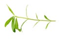 Fresh tarragon herbs, Tarragon herbs close up isolated on white background Royalty Free Stock Photo