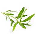 Fresh tarragon herbs, Tarragon herbs close up isolated on white background Royalty Free Stock Photo
