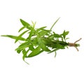 Fresh tarragon herbs, Tarragon herbs close up isolated on white background Royalty Free Stock Photo