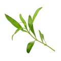 Fresh tarragon herbs, Tarragon herbs close up isolated on a white background Royalty Free Stock Photo