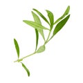 Fresh tarragon herbs, Tarragon herbs close up isolated over white background Royalty Free Stock Photo