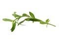 Fresh tarragon herbs, Tarragon herbs close up isolated on white Royalty Free Stock Photo