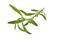 Fresh tarragon herbs, Tarragon herbs close up isolated on white Royalty Free Stock Photo