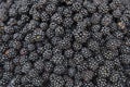 Fresh and tasty blackberries