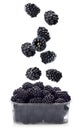 Fresh tasty blackberries falling into container on background Royalty Free Stock Photo