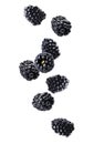 Fresh tasty blackberries falling on background Royalty Free Stock Photo