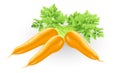 Fresh tasty orange carrots illustration