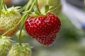 Fresh tasty ripe red and unripe green strawberries growing on strawberry farm