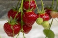 Fresh tasty ripe red and unripe green strawberries growing on strawberry farm