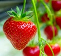 Fresh tasty ripe  red and unripe green strawberries growing on strawberry farm Royalty Free Stock Photo