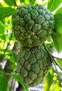 Fresh Tasty and ripe srikaya fruit