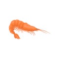 Fresh and tasty shrimp. Boiled prawn with bright red shell and long claws. Flat vector for cafe menu or advertising
