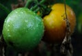 Fresh tasty tomatoes growing in a garden somewhere in northern Michigan