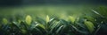 Fresh tea bud and leaves closeup.blurred background Tea plantations.