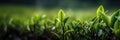 Fresh tea bud and leaves closeup.blurred background Tea plantations.