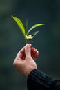 A freshly plucked tea bud, leaves and a flower Royalty Free Stock Photo