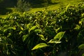 Fresh tea bud and leaves in a tea plantation in morning