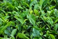 Fresh tea bud leaves.Tea plantations, Darjeeling, West Bengal, India Royalty Free Stock Photo