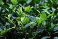 Fresh tea bud leaves.Tea plantations, Darjeeling, West Bengal, India Royalty Free Stock Photo