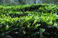 Fresh tea bud leaves.Tea plantations, Darjeeling, West Bengal, India Royalty Free Stock Photo