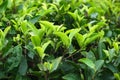 Fresh tea bud leaves.Tea plantations, Darjeeling, West Bengal, India Royalty Free Stock Photo