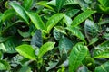 Fresh tea bud leaves.Tea plantations, Darjeeling, West Bengal, India Royalty Free Stock Photo