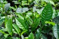 Fresh tea bud leaves.Tea plantations, Darjeeling, West Bengal, India Royalty Free Stock Photo