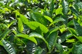 Fresh tea bud leaves.Tea plantations, Darjeeling, West Bengal, India Royalty Free Stock Photo