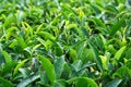 Fresh tea bud leaves.Tea plantations, Darjeeling, West Bengal, India Royalty Free Stock Photo