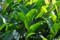 Fresh tea bud leaves.Tea plantations, Darjeeling, West Bengal, India Royalty Free Stock Photo