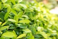 Fresh tea bud and leaves.Tea plantations. natural green plants landscape, ecology, fresh wallpaper concept. Royalty Free Stock Photo