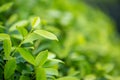 Fresh tea bud and leaves.Tea plantations. natural green plants landscape, ecology, fresh wallpaper concept. Royalty Free Stock Photo