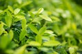 Fresh tea bud and leaves.Tea plantations. natural green plants landscape, ecology, fresh wallpaper concept. Royalty Free Stock Photo