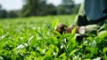 Fresh tea harvest close-up shooting Royalty Free Stock Photo