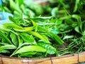 Fresh tea leaf fram on Chiangmai mountain fram Royalty Free Stock Photo
