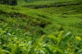 Fresh tea leave over tea plantation background. Green tea garden. Close up of tea Leaf in the field Royalty Free Stock Photo