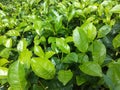 Fresh tea leaves. A beautiful tea estate in Sri Lanka..