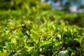 Fresh tea leaves and buds Royalty Free Stock Photo