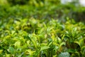 Tea leaves and buds on tea plantation Royalty Free Stock Photo