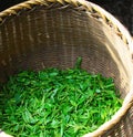 Fresh tea leaves are collected in baskets for further processing Royalty Free Stock Photo