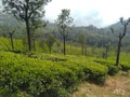 Fresh Tea leaves in estate Royalty Free Stock Photo