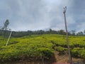 Fresh Tea leaves in estate Royalty Free Stock Photo