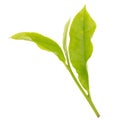 Fresh tea leaves isolated on the white background Royalty Free Stock Photo