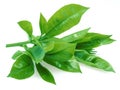 Fresh tea leaves isolated on white background. Closeup